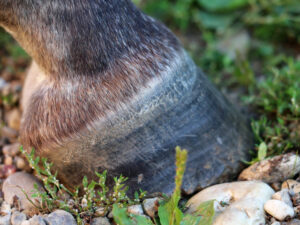 Barefoot hoof in grass